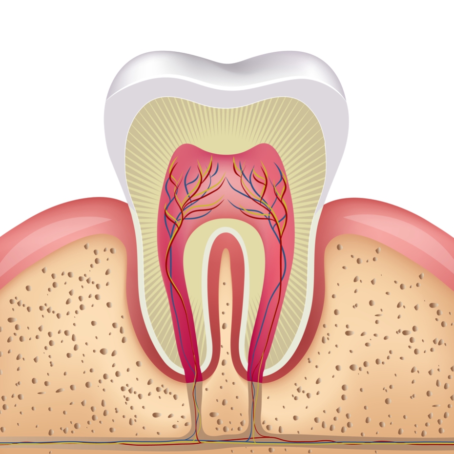 Endodontia